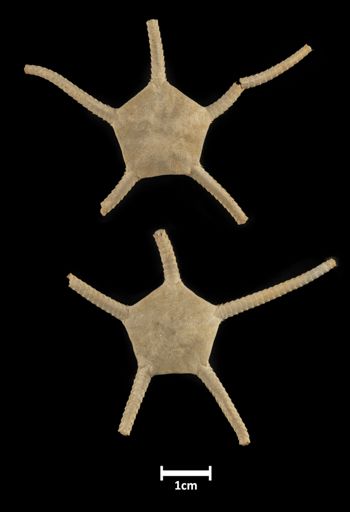 Media type: image;   Invertebrate Zoology OPH-642 Description: Top down view of single ophiuroid specimen with a scale bar.;  Aspect: dorsal